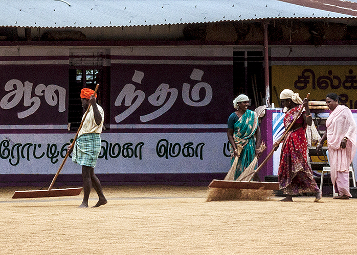 Bagging Rice 1-Thekkady